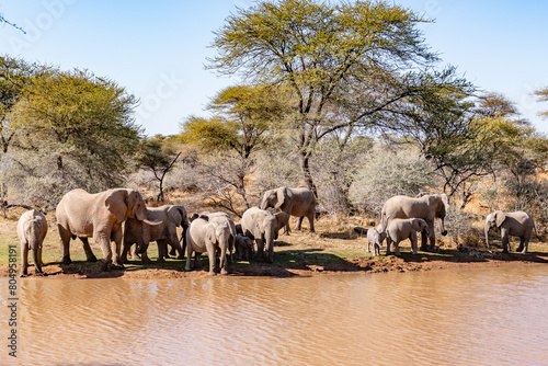 Clsoe up of African Bush Elephants walking on the road in wildlife reserve. Maasai Mara  Kenya  Africa.