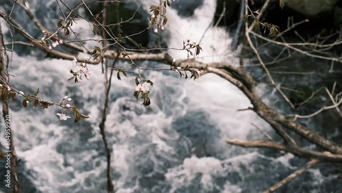 渓流の上にかかる桜