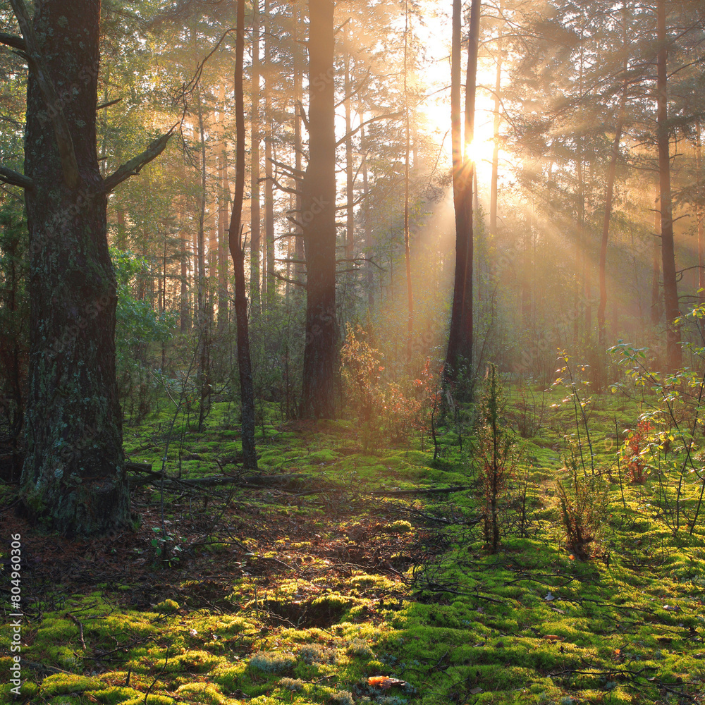 Obraz premium Untitled design - 1