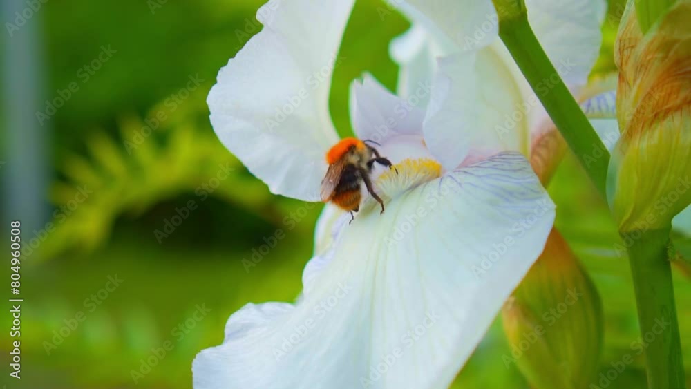 Bee collect nectar on a white iris flower against a background of green spring plants Bee collect nectar on a white iris flower against a background of green spring plants