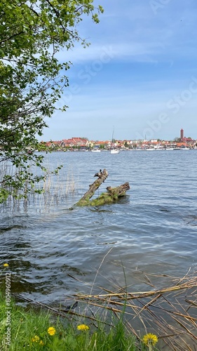 Vertical picture of ducks sitting on trunk drawn in Masurian lake with yacht in a background