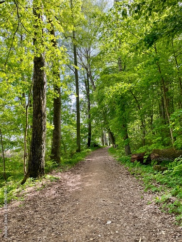 Path in a green summer forest on Masurian lakes