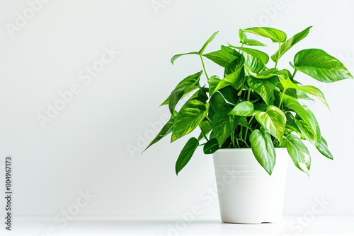 Potted houseplant in a white ceramic pot 