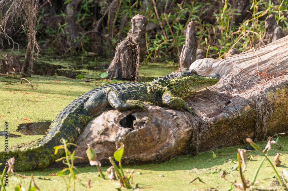 Closeup of an alligator resting on a log in the Louisiana Swamps, just south of New Orleans Closeup of an alligator resting on a log in the Louisiana Swamps, just south of New Orleans