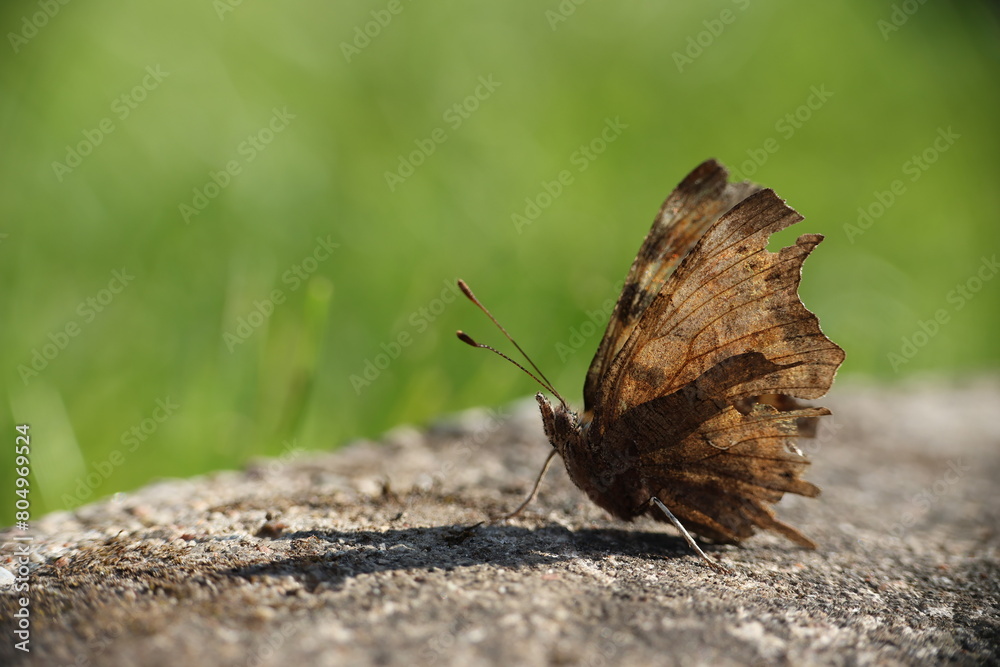 Polygonia c-album, the comma butterfly on a stone in the garden. Polygonia c-album, the comma butterfly on a stone in the garden.