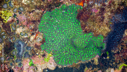 Brain coral is a common name given to various corals in the families Mussidae and Merulinidae, so called due to their generally spheroid shape and grooved surface which resembles a brain photo