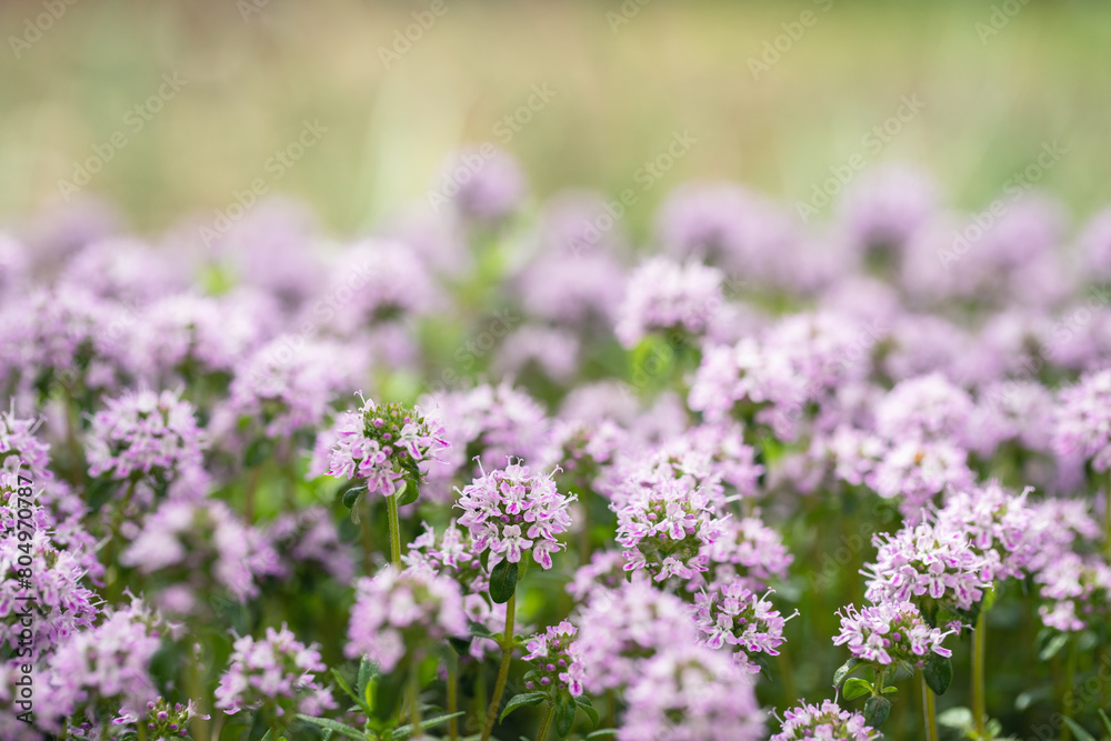 Pink blooming winter savory (Satureja montana). Use as culinary herb. Copy space. Pink blooming winter savory (Satureja montana). Use as culinary herb. Copy space.