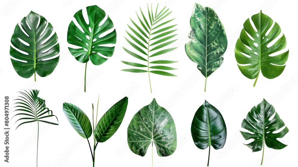 Collection of tropical leaves foliage plant in green color with space clean isolated background Collection of tropical leaves foliage plant in green color with space clean isolated background