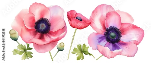 Watercolor Botanical Painting for Versatile Occasions  anemones isolated on white background. painting for postcard design  invitation template  Valentine day  birthday  mother day cards  wedding invi
