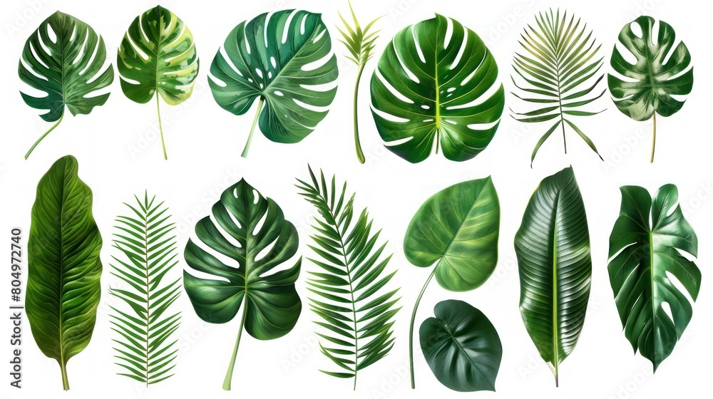 Fototapeta premium Collection of tropical leaves foliage plant in green color with space clean isolated background