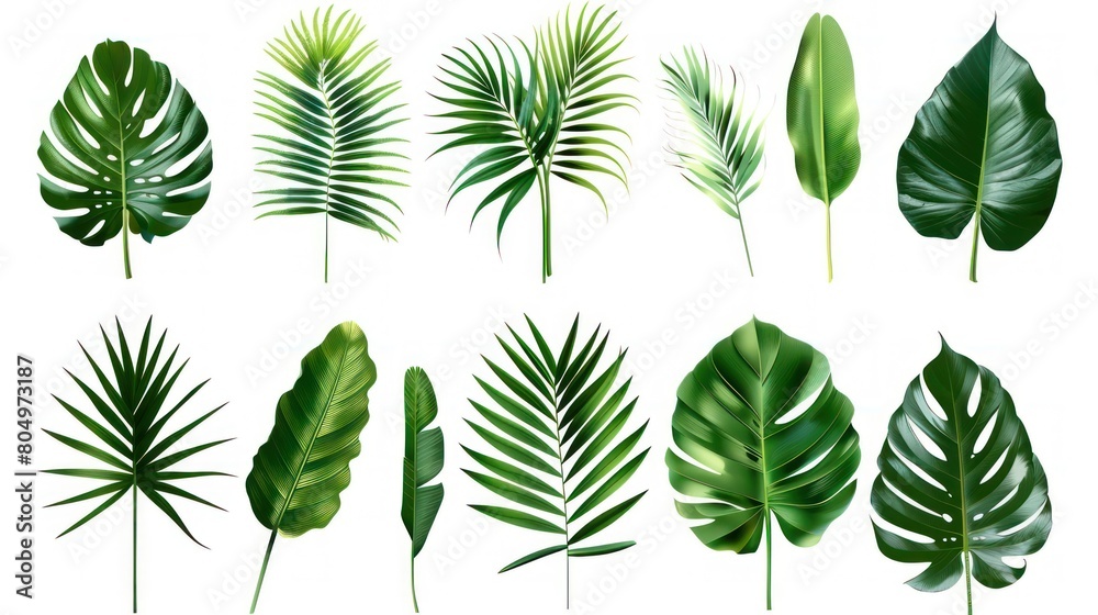 Collection of tropical leaves foliage plant in green color with space clean isolated background Collection of tropical leaves foliage plant in green color with space clean isolated background