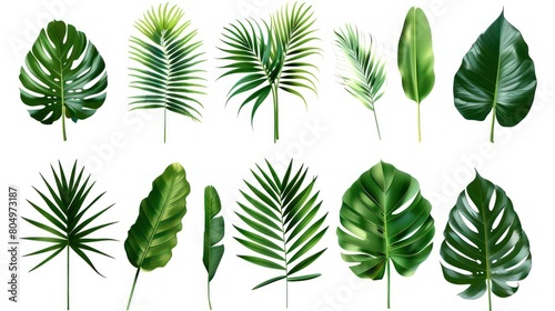 Collection of tropical leaves foliage plant in green color with space clean isolated background