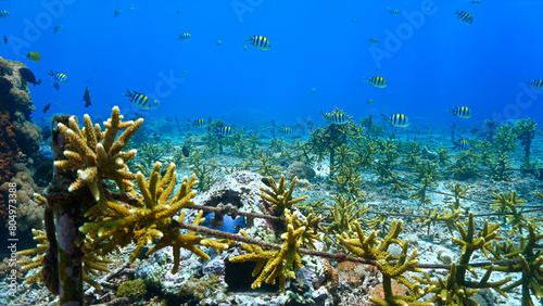 Underwater photo of coral conservation and a colorful coral reef that looks like a meadow. From a scuba dive off the coast of the island Nusa Lembongan, Bali in Indonesia.