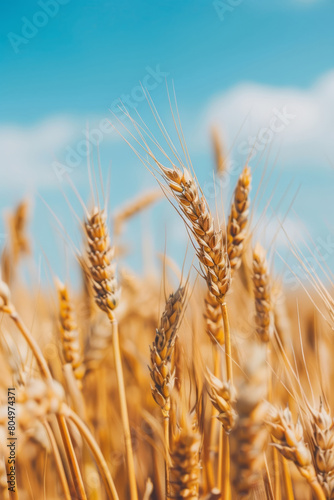 Golden Wheat Field Under Sunny Blue Sky