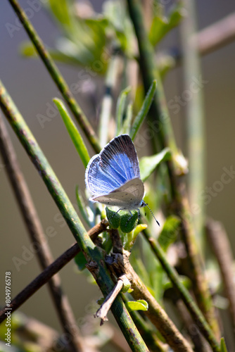 Holly Blue (Celastrina argiolus). Holly Blue butterfly perched on the branch of a plant. Animal.  photo