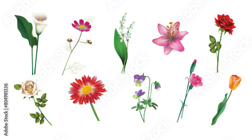 Calla, cosmos, lily of the valley, lily, red and white rose, daisy, violet, carnation, tulip isolated on a white background. Set of realistic drawings for the design of greeting cards, banners, covers