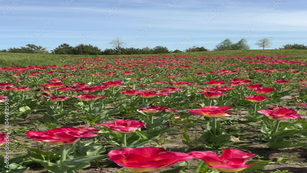 Field of red tulips, scenic landscape, vertical video. Field of red tulips, scenic landscape, vertical video.