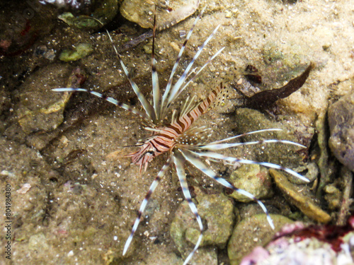 A colorful, striped, juveline Devil firefish, Pterios miles, in a tidla pool in the Inhaca Barrier Island System of the coast of Mozambique. photo