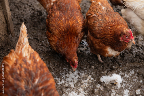 several free range red brown domestic chickens hens peck on wet snow ground. flock of chicken on organic farm or countryside yard in spring