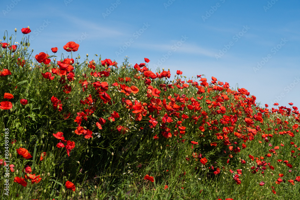 Poppy Papaver flower petals color white red yellow Poppy Papaver flower petals color white red yellow