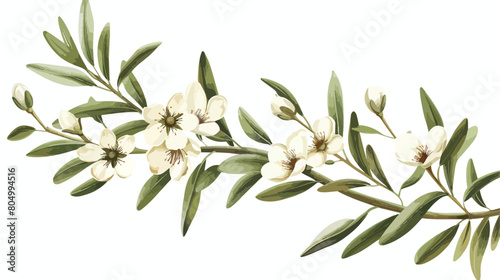 Olive flower drawing isolated icon Vector illustration