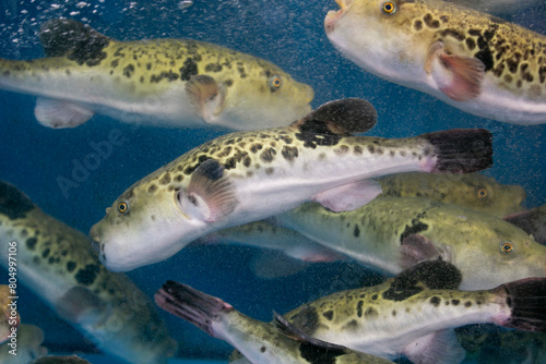 Fugu  or puffer fish  are luxury fish that are used as ingredients in food eaten all year round in Japan. These fish are actually poisonous.