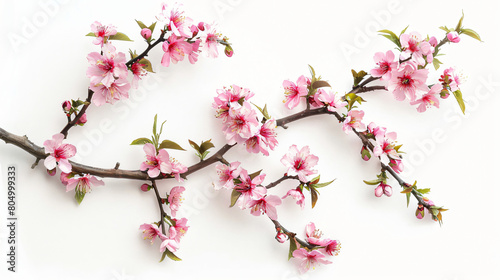 Tree branch with pink flowers on white background