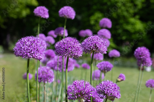 czosnek ozdobny, allium	
