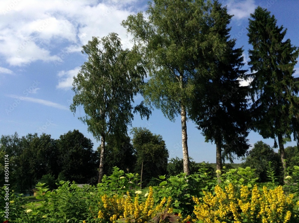 Fototapeta premium Summer landscape with green trees, blue cloudy sky, green grass and yellow wildflowers