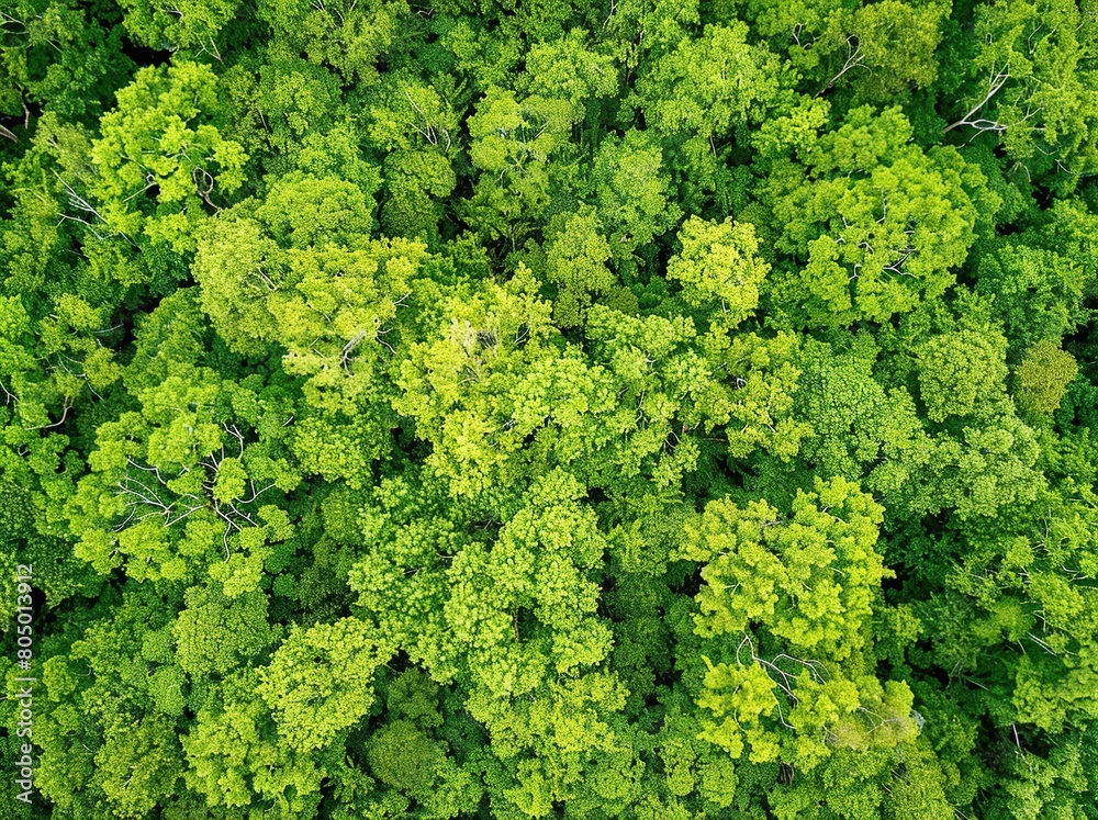 Aerial view of a green forest. Top view of the forest