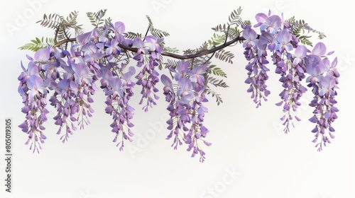 branch of beautiful hanging purple wisteria flowers. 3d render. isolated on white background 
