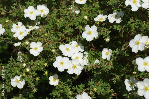 Closeup white flowers of shrubby cinquefoil (Potentilla fruticosa 'Abbotswood'). Flowerin shrub of the family Rosaceae. Dutch garden. Spring, May. photo