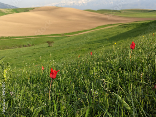 Amazing red tulip field landscape against Tian Sian mountains and clouds. Beautiful landscape with spring flowers and grass