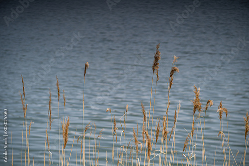 Aquatic plants on the lake