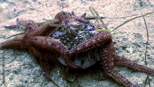 Close-up underwater floor is battleground as group of starfish eats sea urchin. Feeding frenzy unfolds on underwater floor of Sea of Japan as group of starfish consumes sea urchin. photo