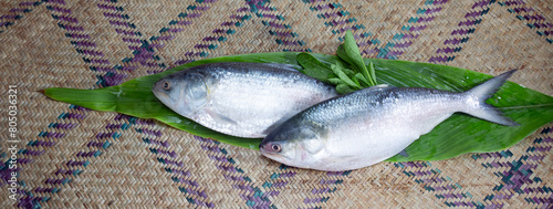 ilish, National fish of Bangladesh Hilsafish ilisha terbuk hilsa herring or hilsa shad Clupeidae family on white background, popular famous both Bengali's in India and Bangladesh photo