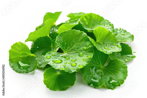 Fresh Green Centella Asiatica Leaf with Water Droplets Isolated on White Background - Herbal Plant photo