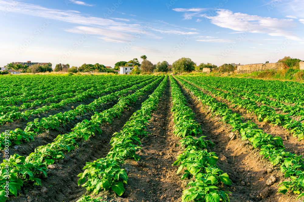 beautiful farmland landscape with green rows of potato and vegetables on a spring or summer farm field and nice blue cloudy sky on background