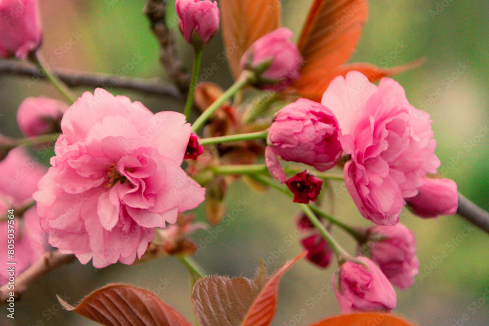 Blooming sakura, sakura flowers. A close up of a sakura tree. Blooming sakura, sakura flowers. A close up of a sakura tree.