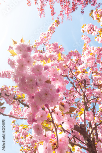 Blooming sakura, sakura flowers. A close up of a sakura tree. 