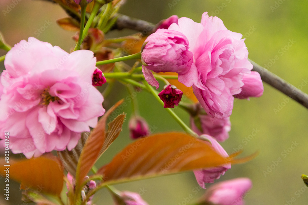 Fototapeta premium The cherry blossom. Sakura trees. Sakura photo close up.