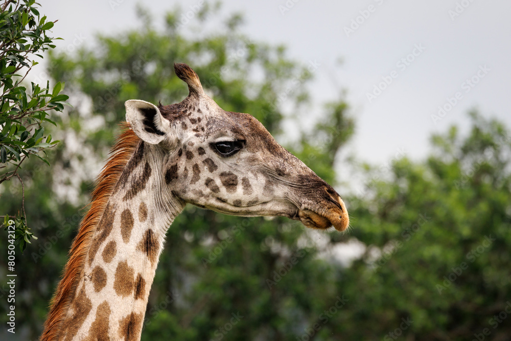 african Masai Mara giraffe, portrait of head and neck
african Masai Mara giraffe, portrait of head and neck