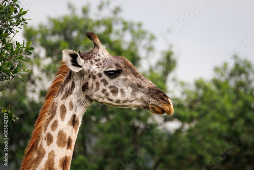 african Masai Mara giraffe  portrait of head and neck 