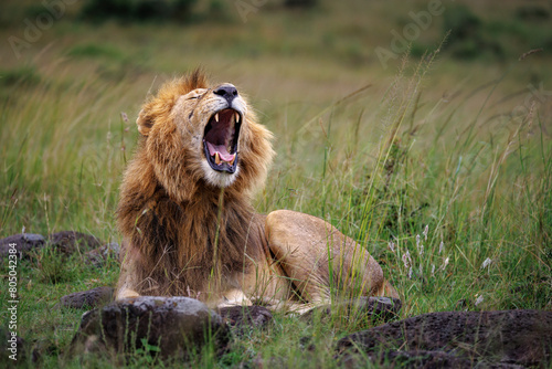 A large male lion gives a big yawn exposing his huge teeth and tongue, Masai Mara, Kenya, East Africa

