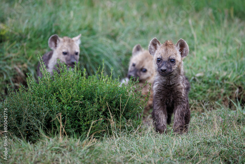 three spotted hyena baby cubs at their den, Masai Mara game reserve, East Africa