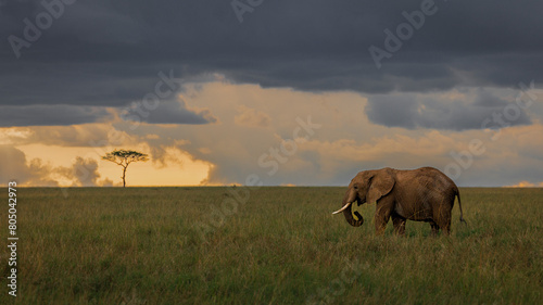 Masai Mara plains at sunset with an elephant in the foreground, and a lone tree
