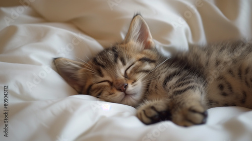 Little kitten sleeping peacefully on a white fluffy blanket
