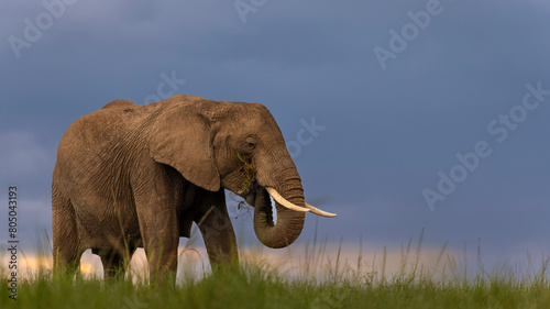 Low angle shot of an African elephant in the Masai Mara on a grassy plain, with backdrop of evening sky
