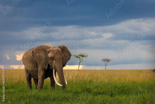 beautiful Masai Mara plains , with a big tusker elephant against a sunset background, tusks, sunset, golden light, trees, plains, grass

