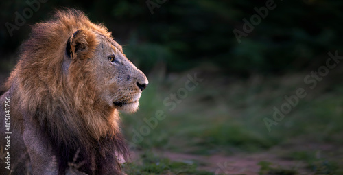male lion in the wild , side on portrait, backlit